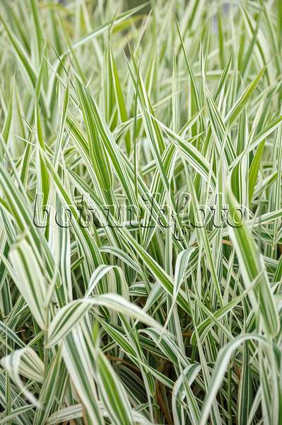 517466 - Reed canarygrass (Phalaris arundinacea 'Dwarf Garters')