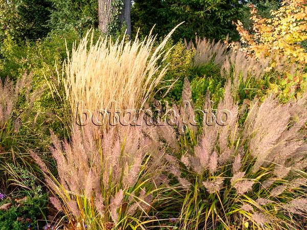 464099 - Reed grass (Calamagrostis x acutiflora 'Karl Foerster') and feather reed grass (Calamagrostis arundinacea var. brachytricha syn. Achnatherum brachytricha)