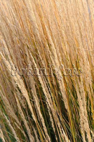 489089 - Reed grass (Calamagrostis x acutiflora 'Karl Foerster')