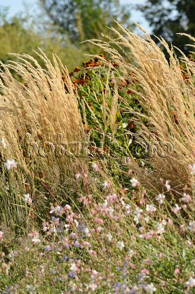 499159 - Reed grass (Calamagrostis x acutiflora 'Karl Foerster') and butterfly gaura (Gaura lindheimeri)