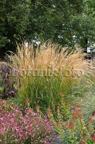 517430 - Reed grass (Calamagrostis x acutiflora 'Karl Foerster')