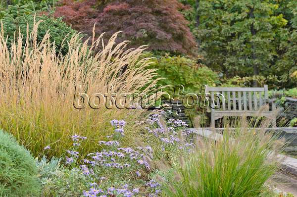 537002 - Reed grass (Calamagrostis x acutiflora 'Karl Foerster'), asters (Aster) and dwarf fountain grass (Pennisetum alopecuroides)