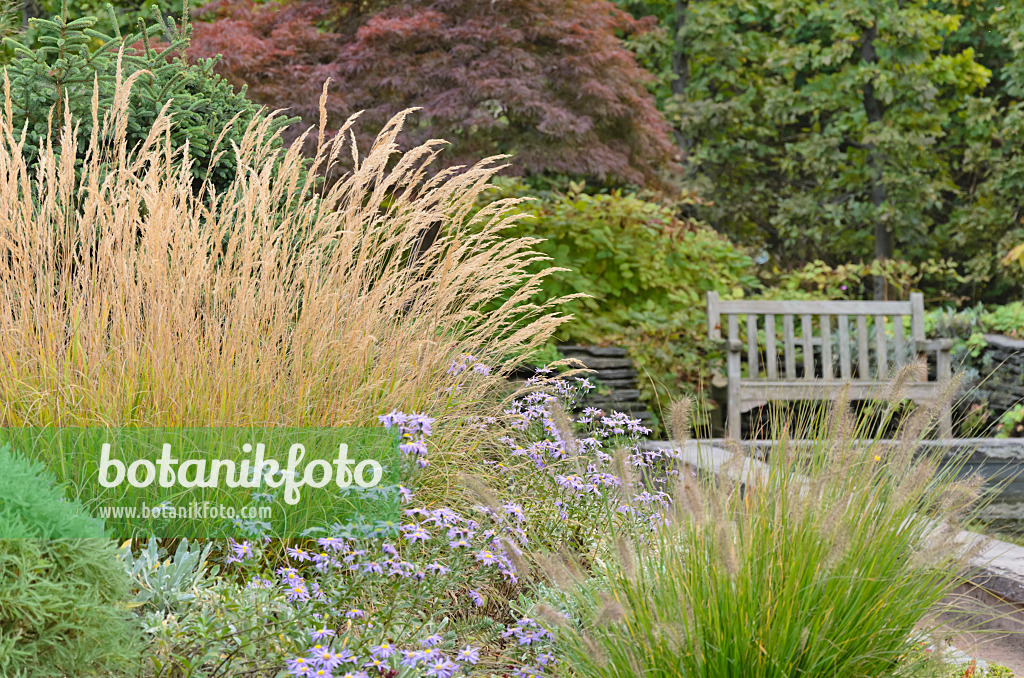 537002 - Reed grass (Calamagrostis x acutiflora 'Karl Foerster'), asters (Aster) and dwarf fountain grass (Pennisetum alopecuroides)