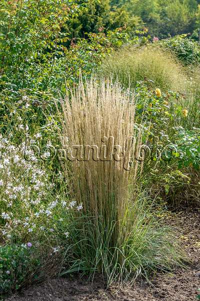575035 - Reed grass (Calamagrostis x acutiflora 'Overdam')