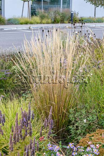 593039 - Reed grass (Calamagrostis x acutiflora 'Waldenbuch')