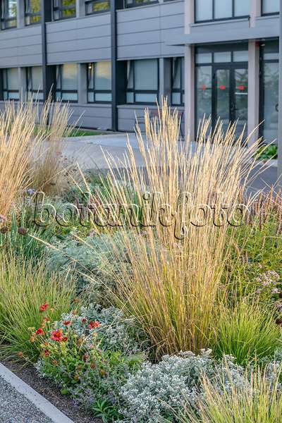 593040 - Reed grass (Calamagrostis x acutiflora 'Waldenbuch')