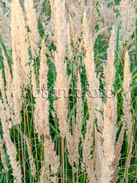 428345 - Reed grass (Calamagrostis epigejos)