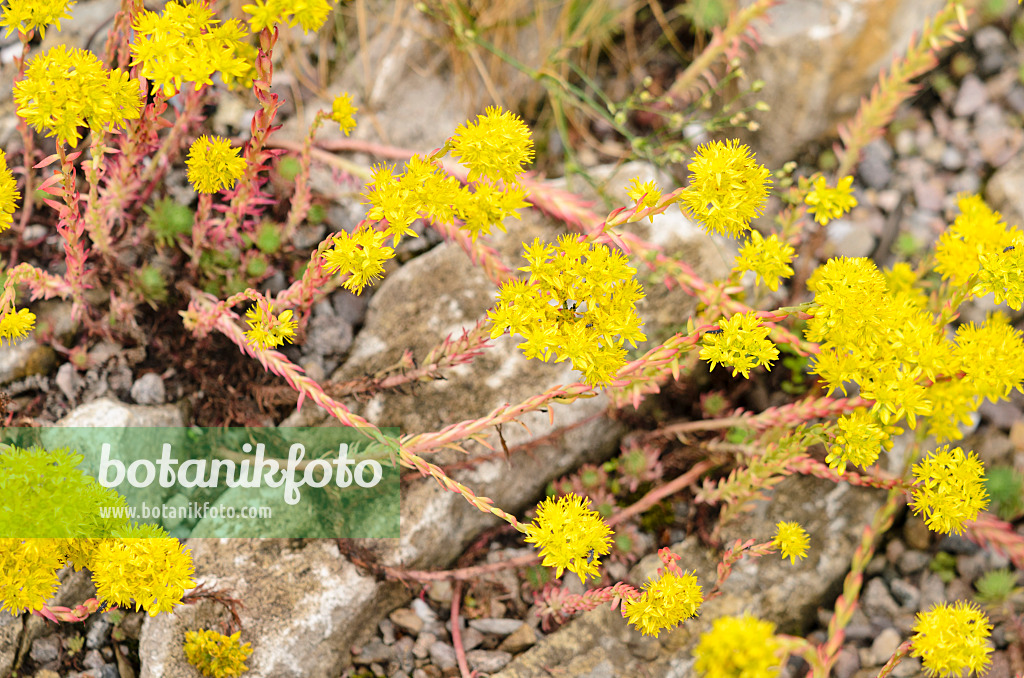 521223 - Reflexed stonecrop (Sedum rupestre syn. Sedum reflexum)