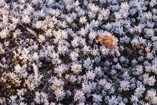 565039 - Reflexed stonecrop (Sedum rupestre syn. Sedum reflexum) with hoar frost