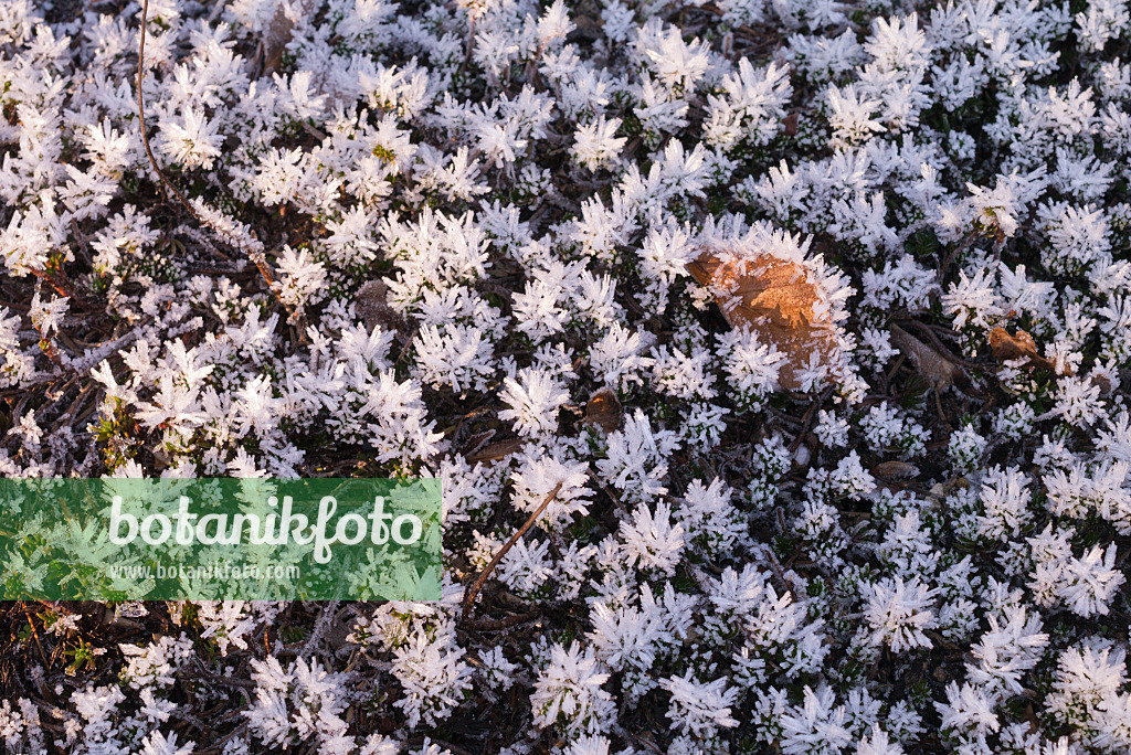 565039 - Reflexed stonecrop (Sedum rupestre syn. Sedum reflexum) with hoar frost