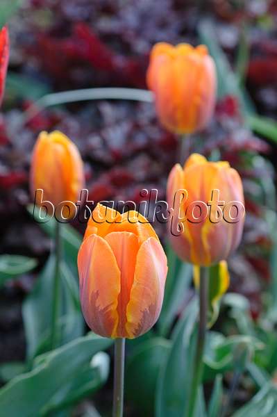 471268 - Rembrandt tulip (Tulipa Princess Irene)