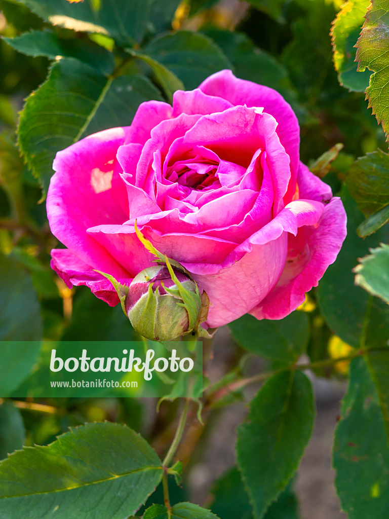 448095 - Remontant rose (Rosa Magna Carta)