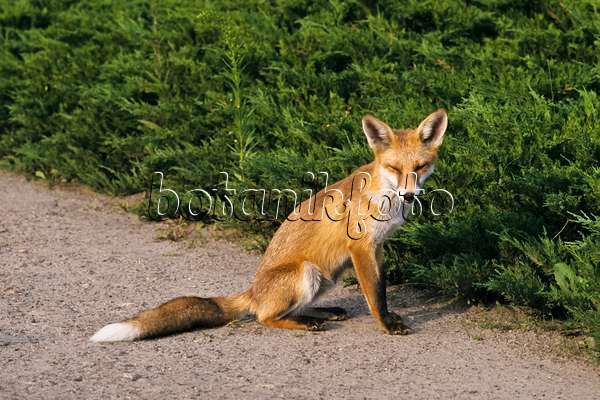 367079 - Renard roux (Vulpes vulpes) assis et à l'air fatigué sur un chemin de jardin