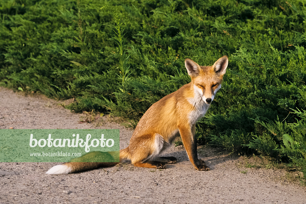 367079 - Renard roux (Vulpes vulpes) assis et à l'air fatigué sur un chemin de jardin