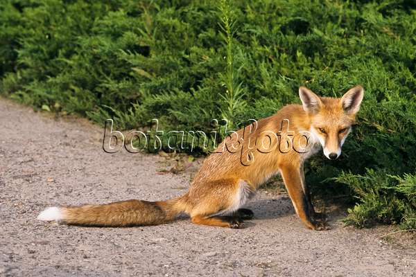 367081 - Renard roux (Vulpes vulpes) assis et à l'air fatigué sur un chemin de jardin