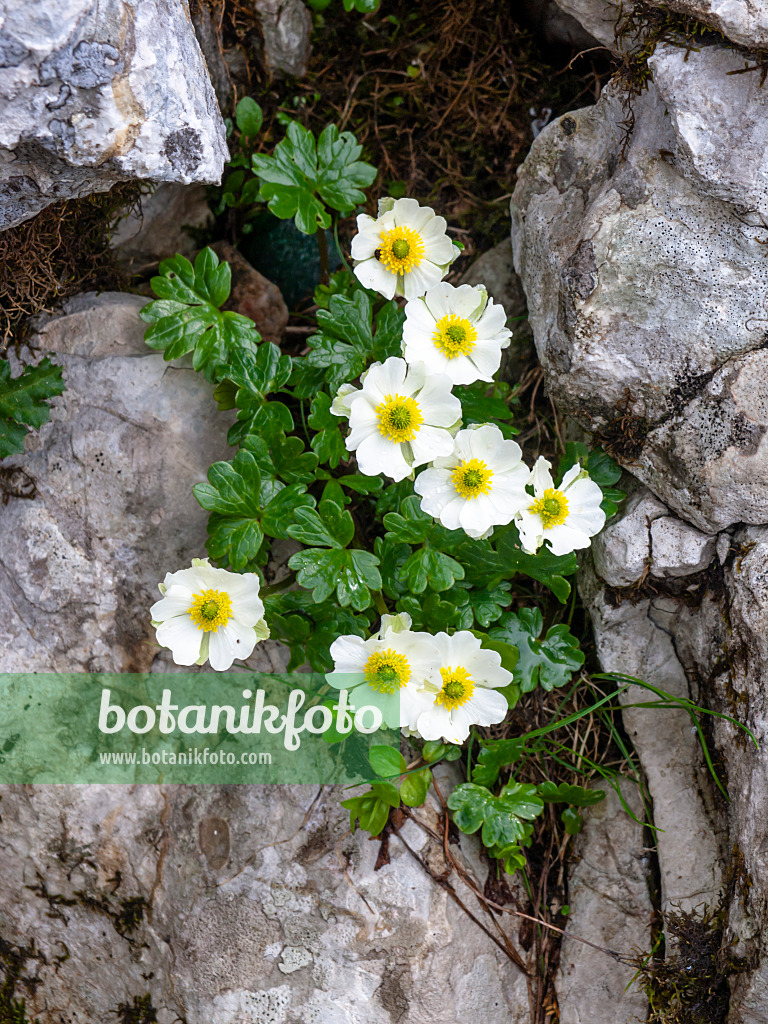 439308 - Renoncule alpestre (Ranunculus alpestris)