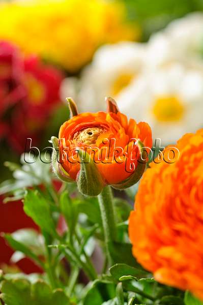 Image Renoncule des fleuristes (Ranunculus asiaticus 'Gambit Mix') - 483288  - Images de plantes et de jardins - botanikfoto