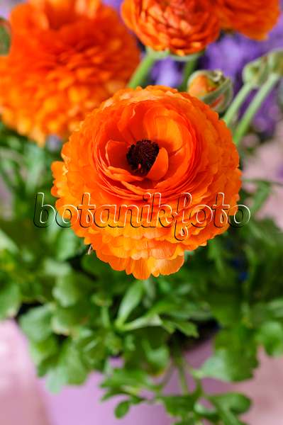 484005 - Renoncule des fleuristes (Ranunculus asiaticus 'Gambit Mix')