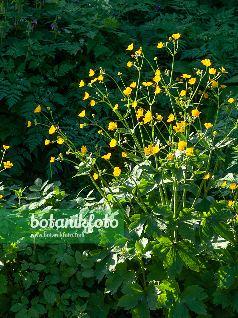 460043 - Renoncule laineuse (Ranunculus lanuginosus)