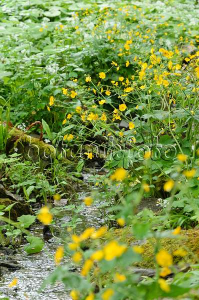 508069 - Renoncule laineuse (Ranunculus lanuginosus)