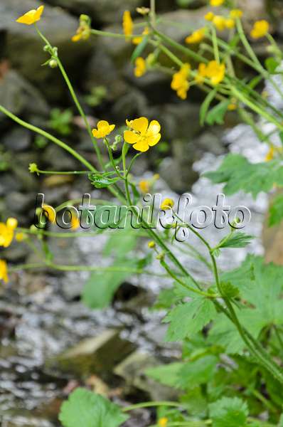508071 - Renoncule laineuse (Ranunculus lanuginosus)
