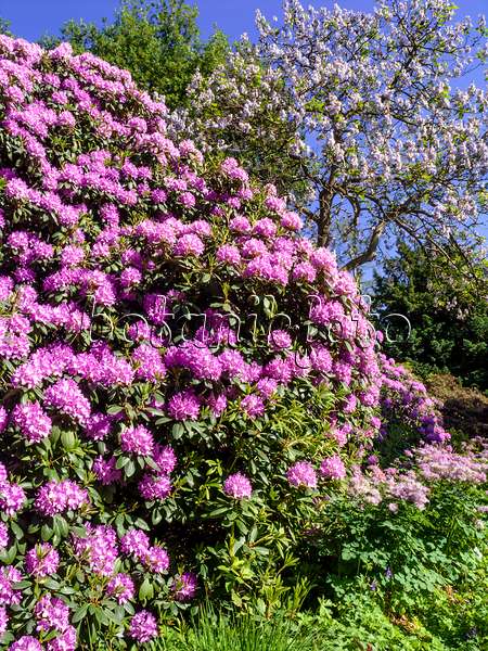 460137 - Rhododendron de Catawba (Rhododendron catawbiense 'Grandiflorum')