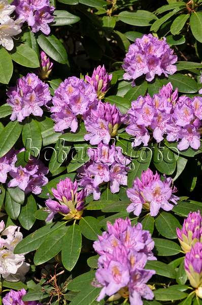 520307 - Rhododendron de Catawba (Rhododendron catawbiense)