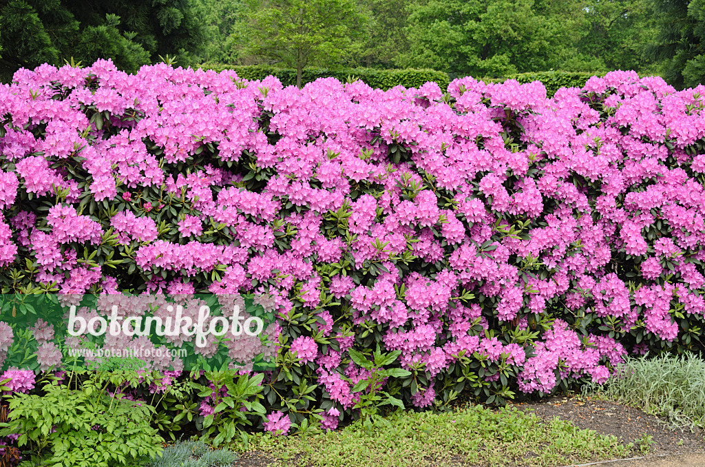 520432 - Rhododendron de Catawba (Rhododendron catawbiense)