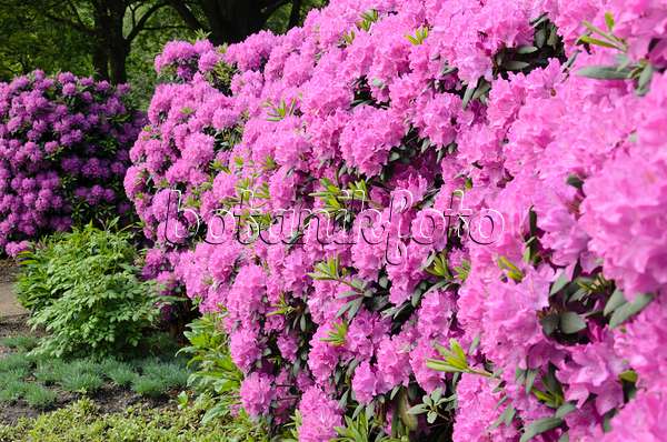 520434 - Rhododendron de Catawba (Rhododendron catawbiense)
