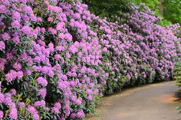 520449 - Rhododendron de Catawba (Rhododendron catawbiense 'Roseum Elegans')