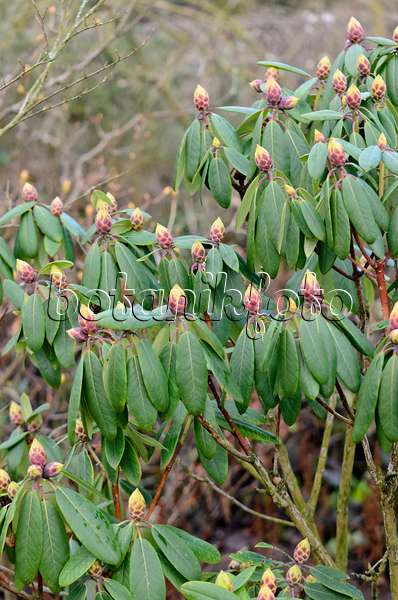553054 - Rhododendron de Catawba (Rhododendron catawbiense)