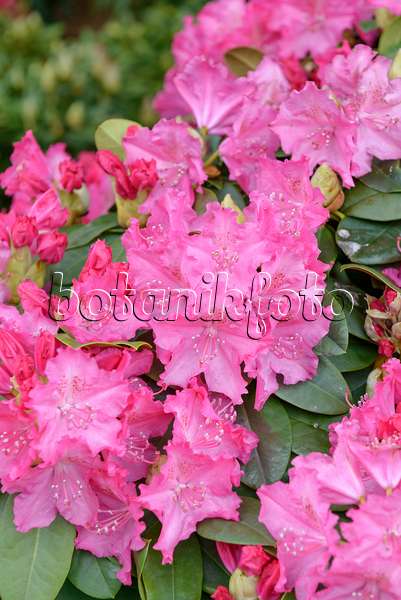 558213 - Rhododendron de Catawba (Rhododendron catawbiense 'Germania')