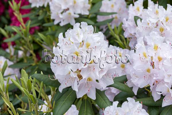 638218 - Rhododendron de Catawba (Rhododendron catawbiense 'Album Novum')