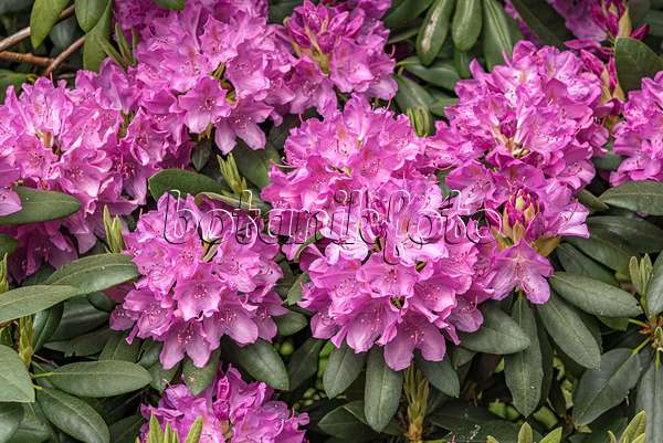 638276 - Rhododendron de Catawba (Rhododendron catawbiense 'Roseum Elegans')