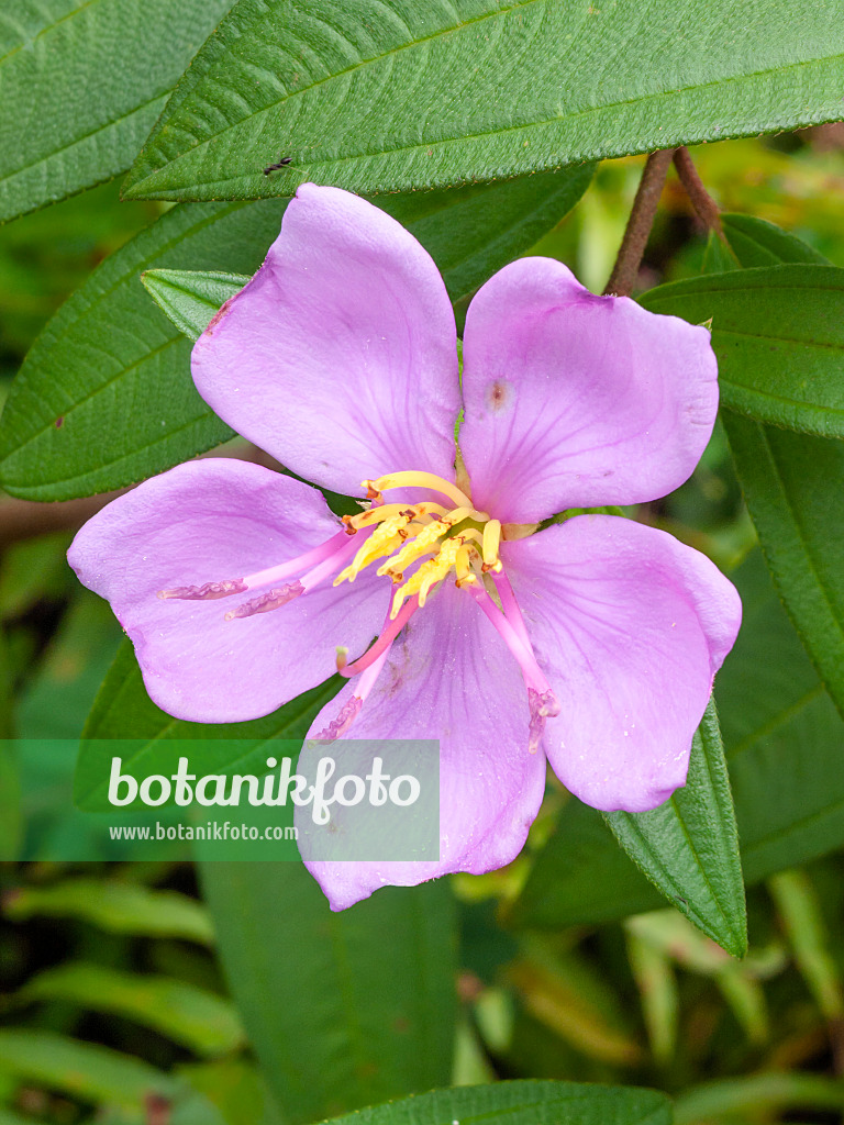 411170 - Rhododendron de Singapour (Melastoma malabathricum)