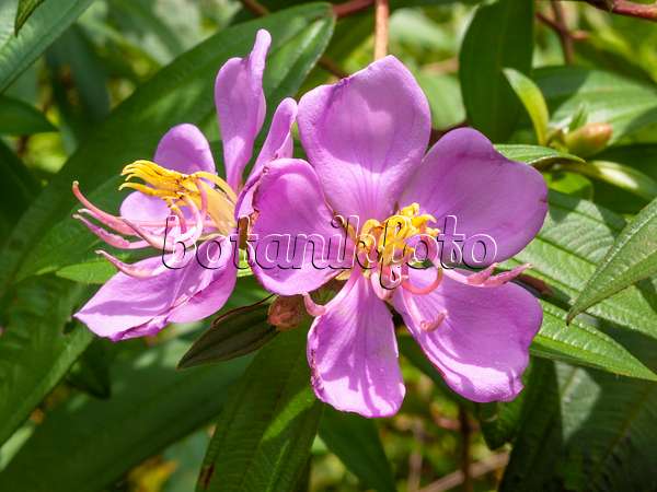 411171 - Rhododendron de Singapour (Melastoma malabathricum)