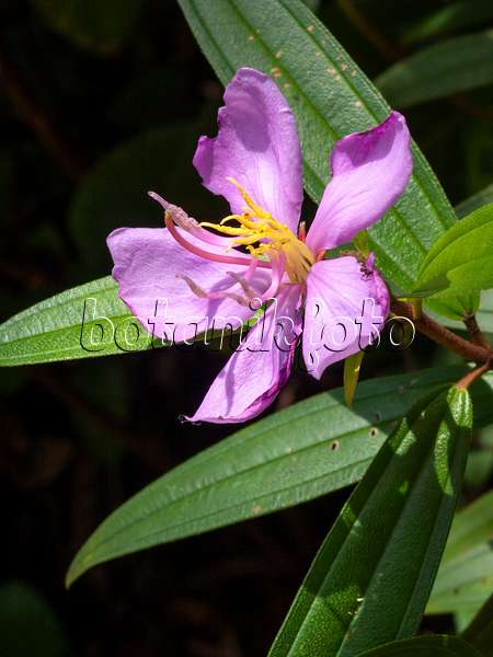 411259 - Rhododendron de Singapour (Melastoma malabathricum)