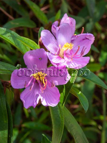 411260 - Rhododendron de Singapour (Melastoma malabathricum)