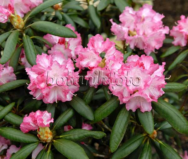 454072 - Rhododendron de Yakushima (Rhododendron degronianum subsp. yakushimanum 'Emanuela')