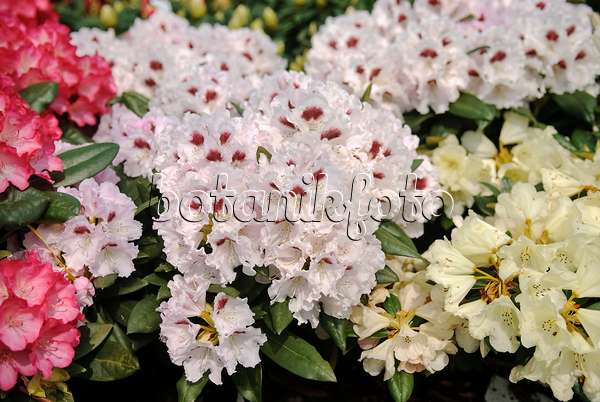 490134 - Rhododendron de Yakushima (Rhododendron degronianum subsp. yakushimanum 'Annika')