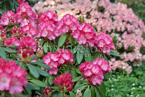 502404 - Rhododendron de Yakushima (Rhododendron degronianum subsp. yakushimanum 'Fantastica')