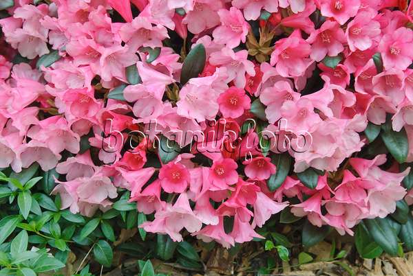 502406 - Rhododendron de Yakushima (Rhododendron degronianum subsp. yakushimanum 'Florkissen')
