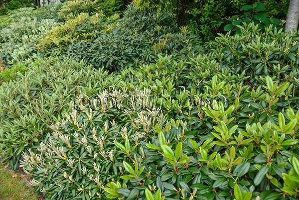517234 - Rhododendron de Yakushima (Rhododendron degronianum subsp. yakushimanum)