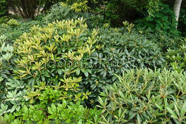 517235 - Rhododendron de Yakushima (Rhododendron degronianum subsp. yakushimanum)