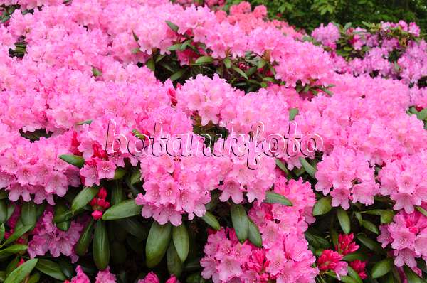 520375 - Rhododendron de Yakushima (Rhododendron degronianum subsp. yakushimanum 'Hachmann's Polaris')