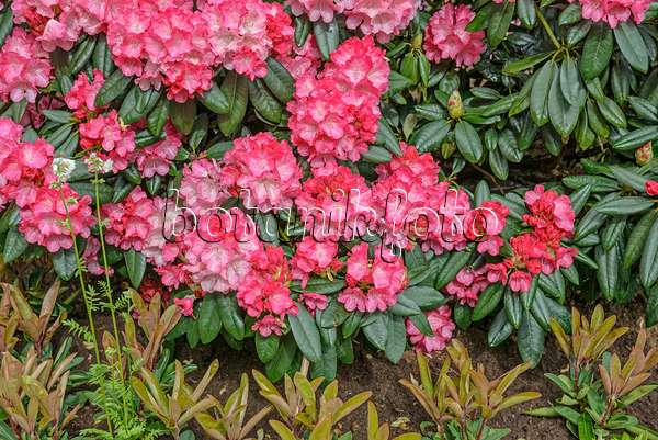 558212 - Rhododendron de Yakushima (Rhododendron degronianum subsp. yakushimanum 'Fantastica')
