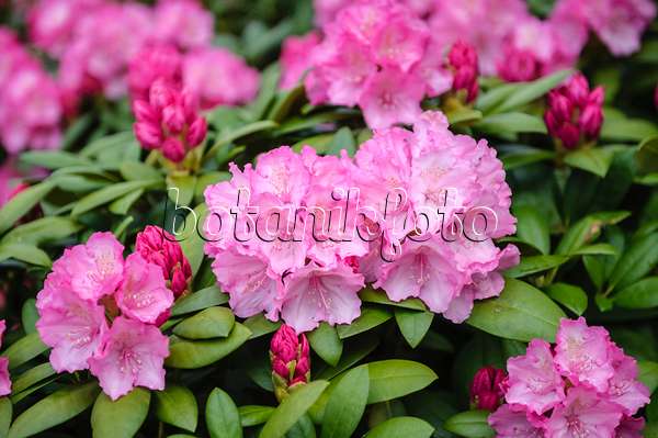 593180 - Rhododendron de Yakushima (Rhododendron degronianum subsp. yakushimanum 'Polaris')