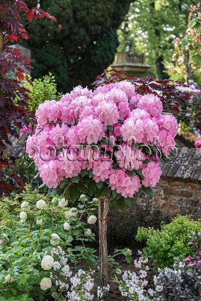 638268 - Rhododendron de Yakushima (Rhododendron degronianum subsp. yakushimanum 'Polaris')