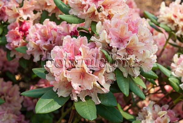 651465 - Rhododendron de Yakushima (Rhododendron degronianum subsp. yakushimanum 'Brasilia')