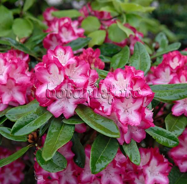 454067 - Rhododendron hybride à grandes fleurs (Rhododendron Eruption)